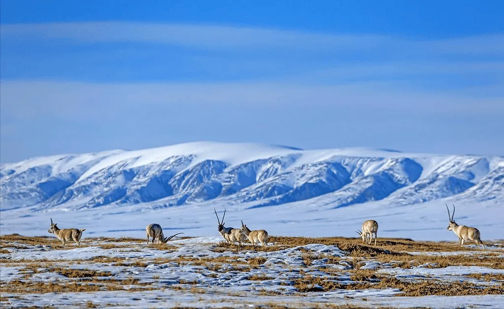 Цинхай Хох Ксиль