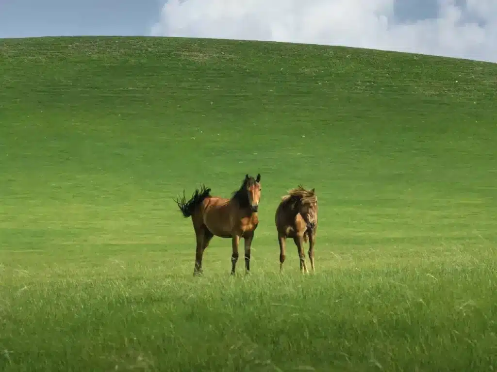 Внутренняя Монголии- Куда поехать летом в Китае