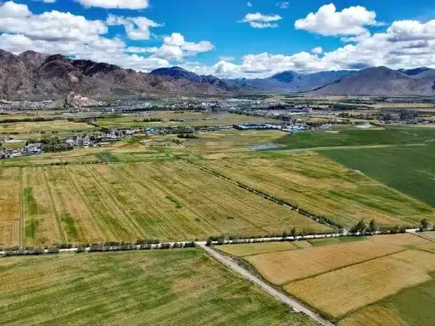 Поля Бали в Гьянце