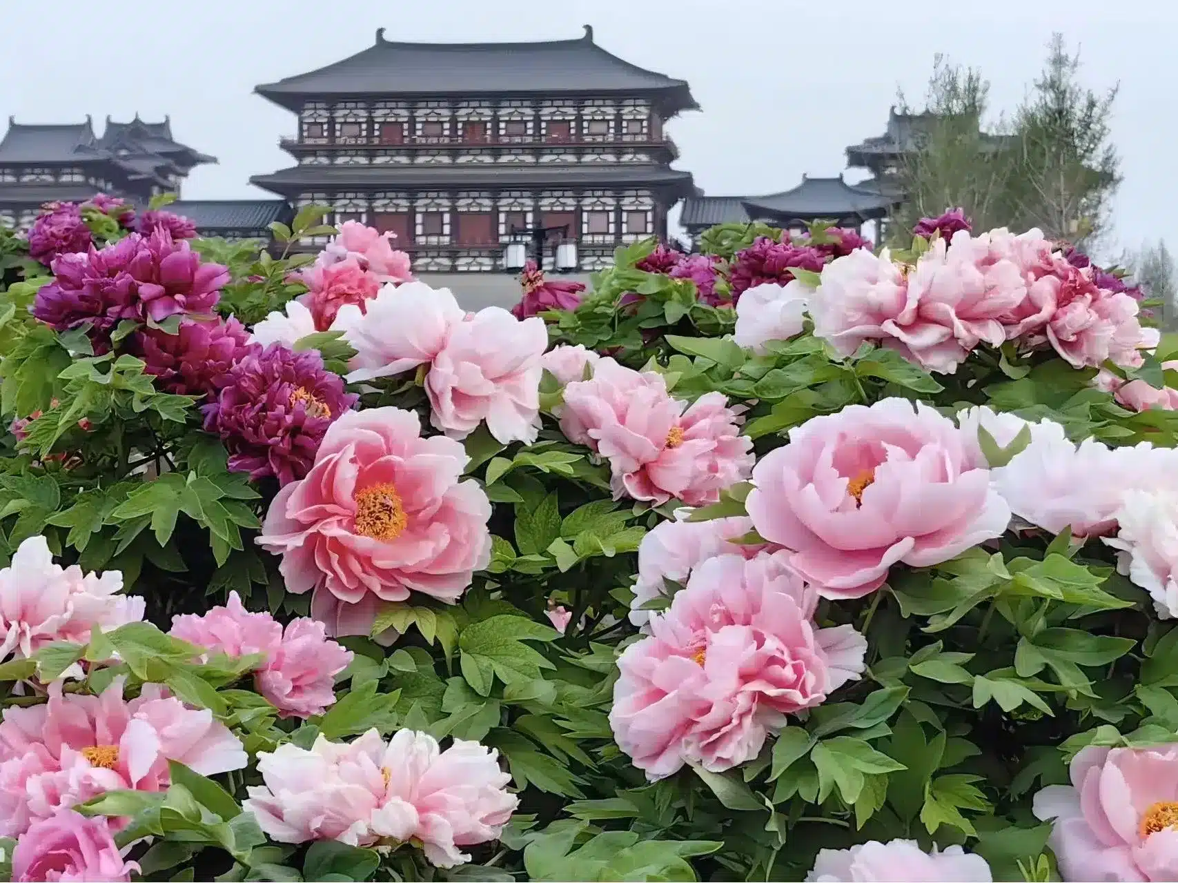 Когда лучше ехать в Лоян 2026 — погода, сезоны и советы