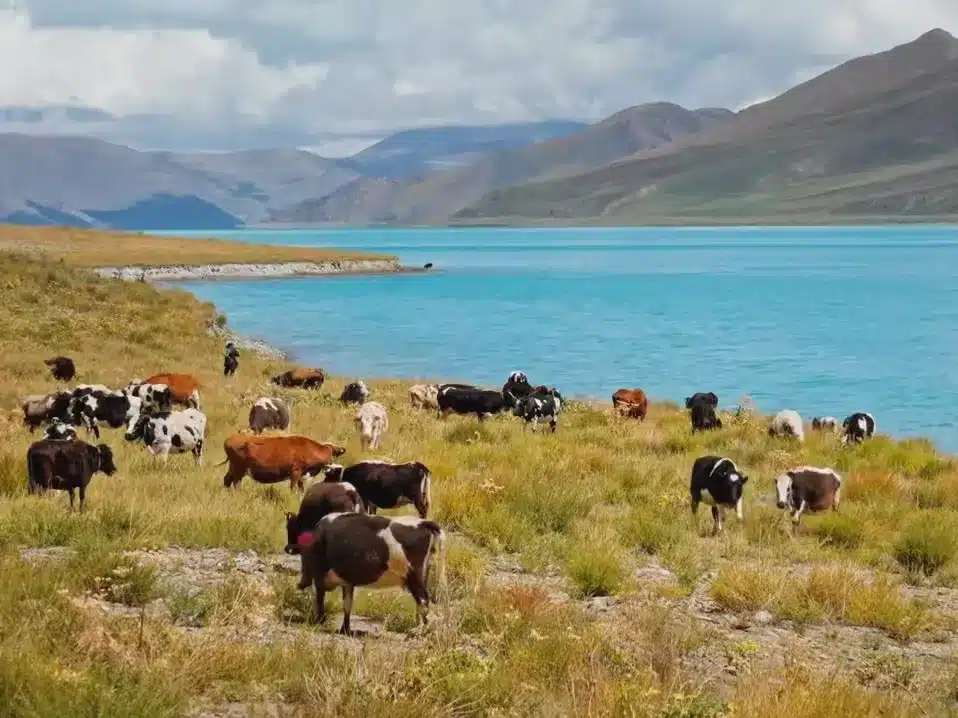 Пастбища у озера и скот озера Ямдрок-Цо
