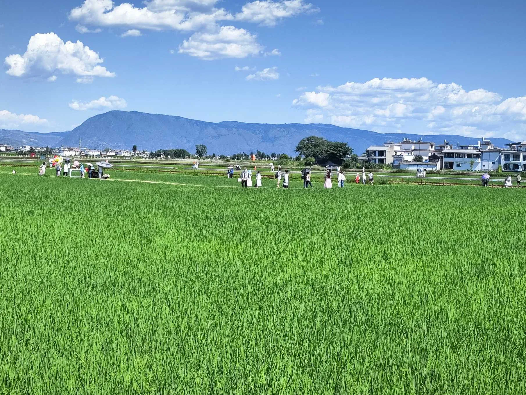 Рисовые поля Сичжоу