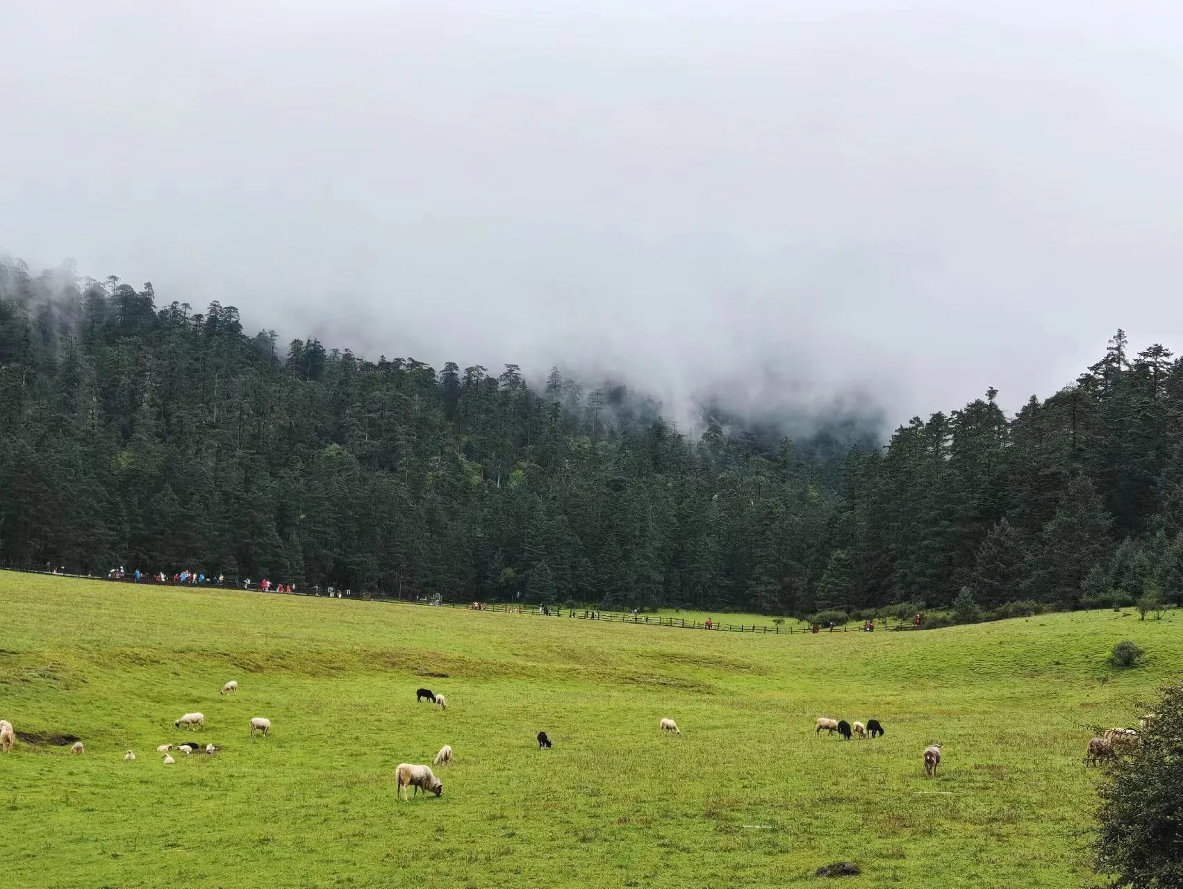 Поляна Юньшаньпин