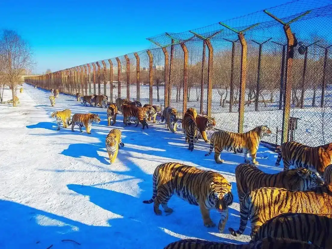 Питомник амурских тигров в Харбине