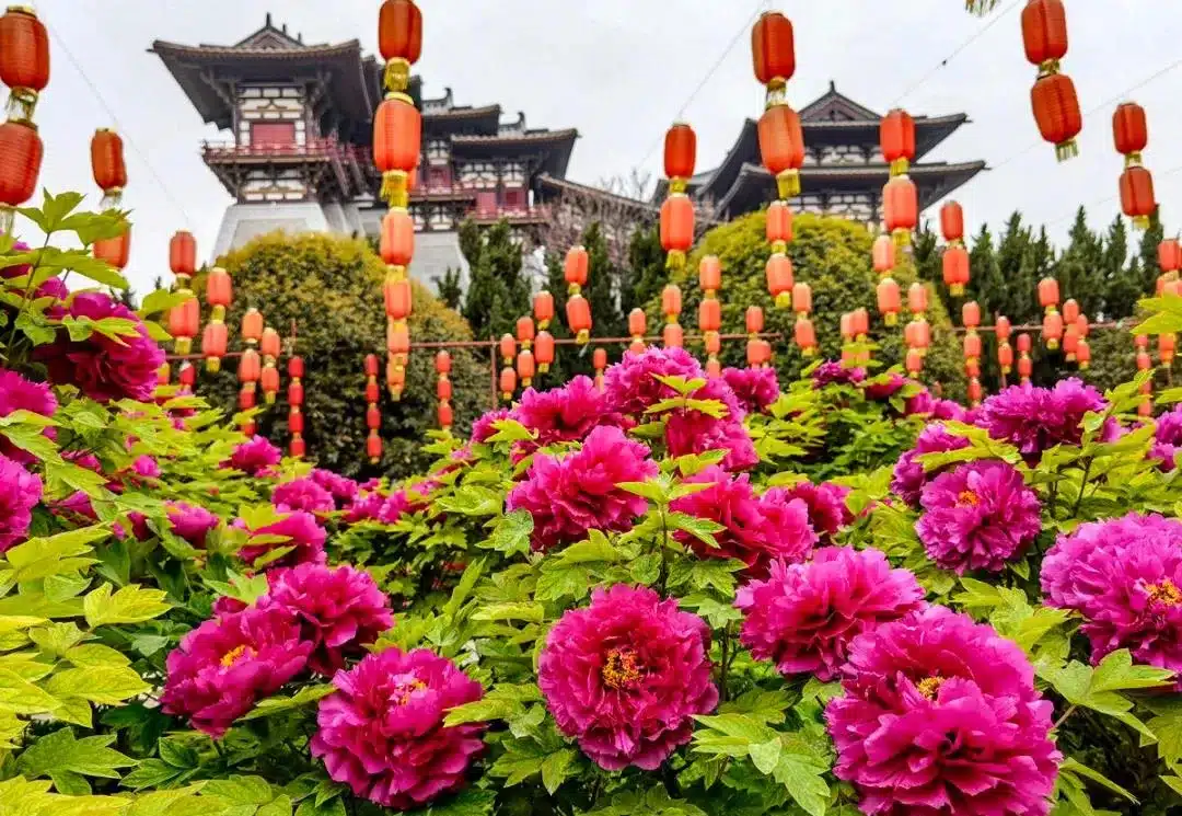 Фестиваль пионов в Китае