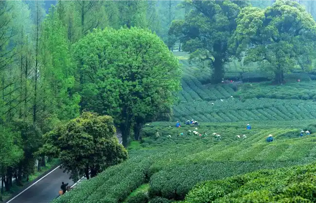 чайная деревня Мэйдзяву