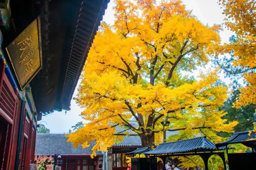 Древнее дерево гинкго в храме Хунлуо