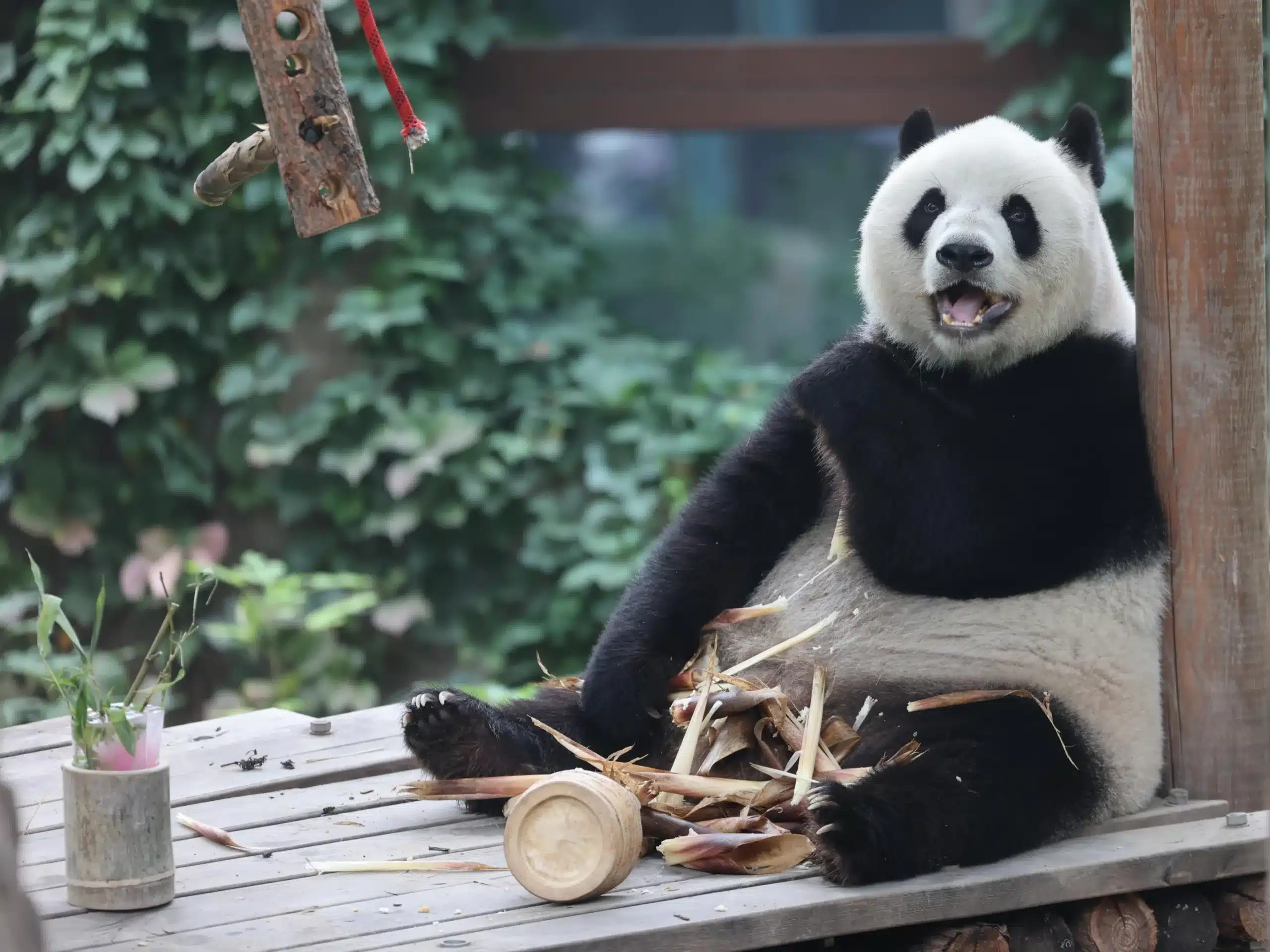 Классический тур в Пекин (День 3): Пекинский зоопарк Пекина