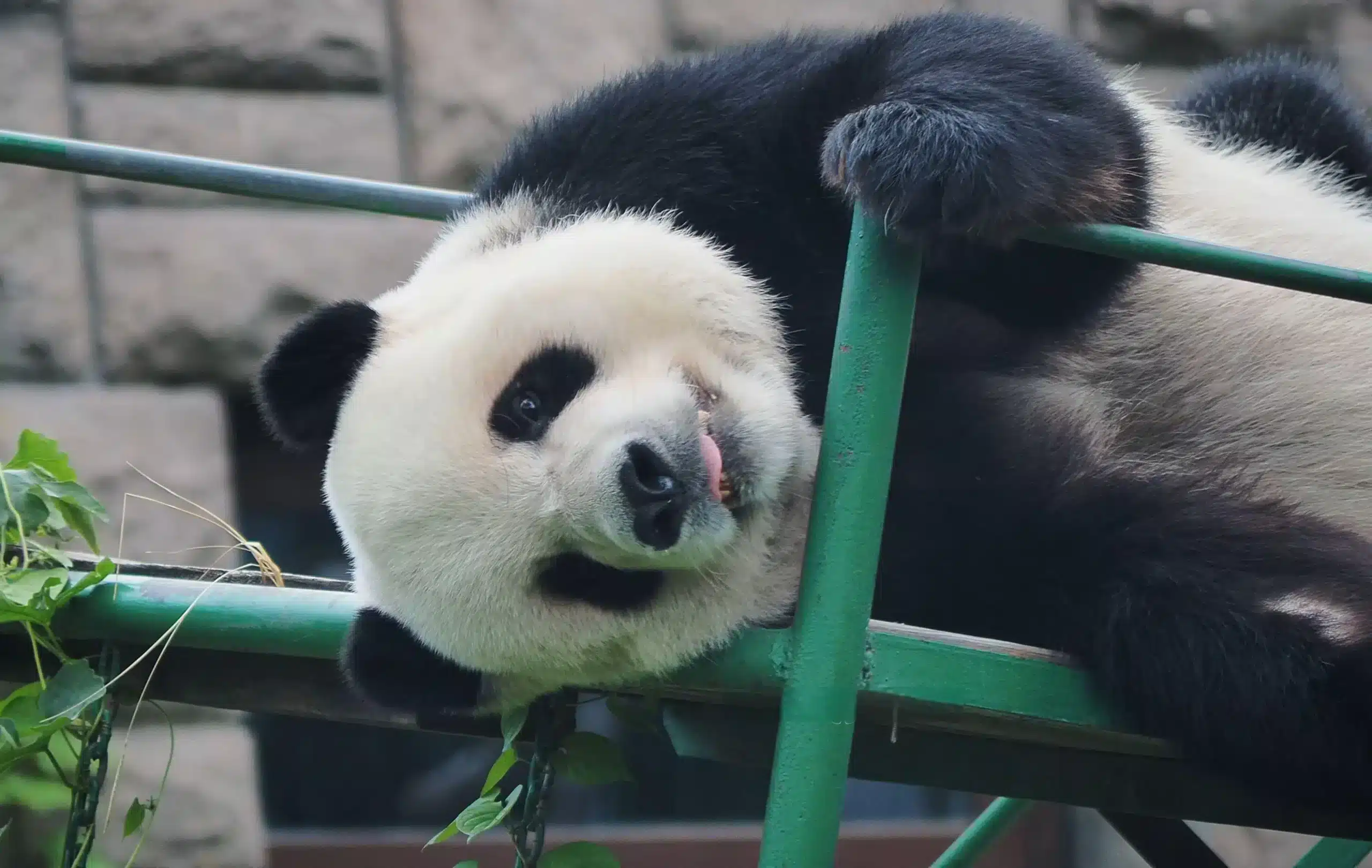 гигантская панда