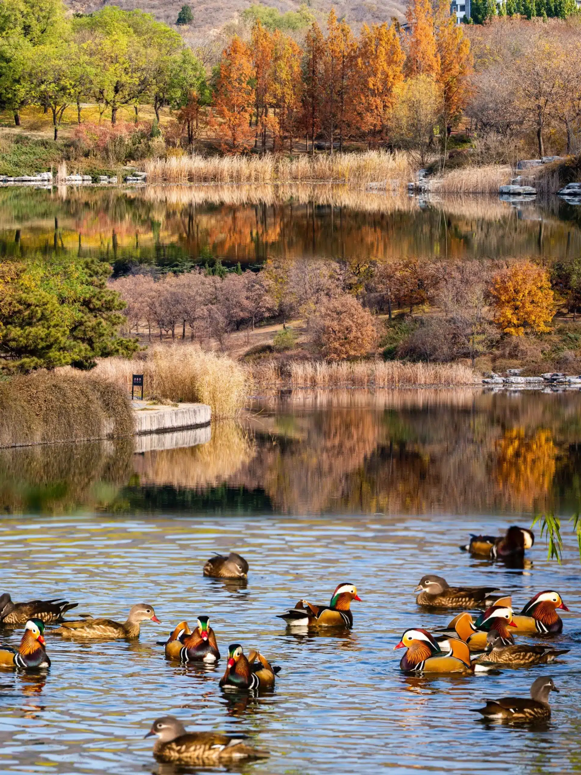 Пекинский ботанический сад