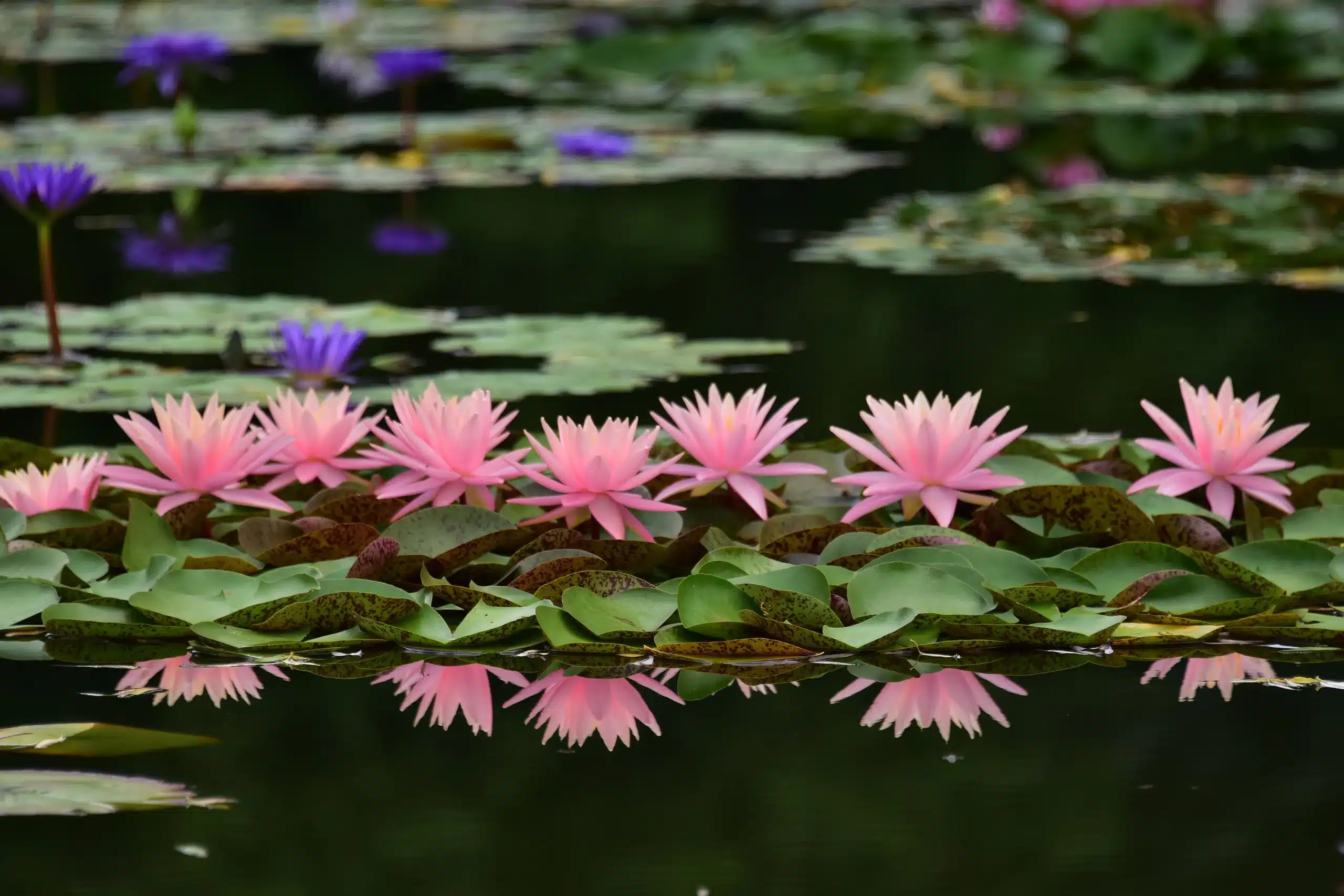 водяная лилия