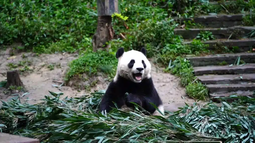 Питомник панд Бифэнся