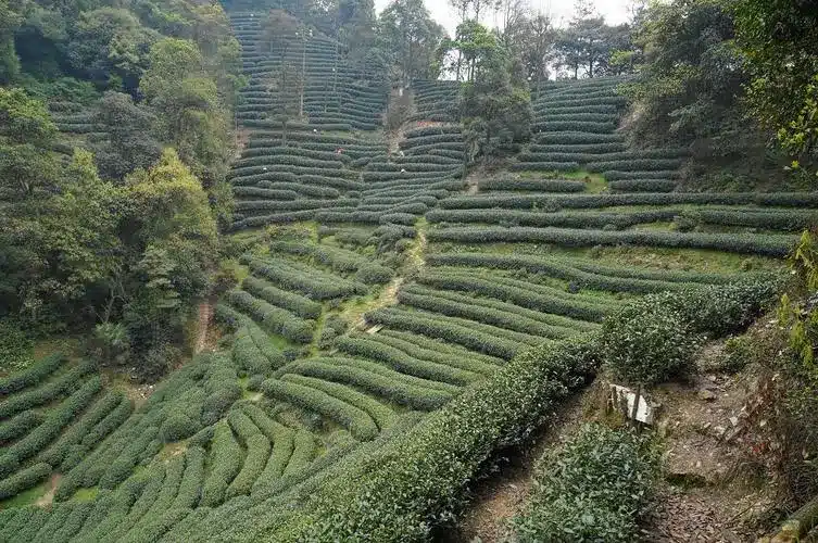 Чайная деревня Мэйдзяву