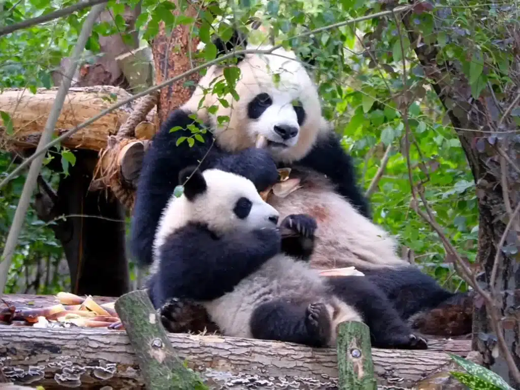 База панд в Чэнду