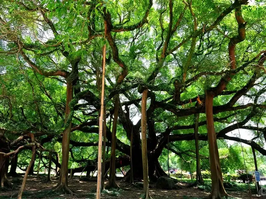 Большое баньяновое дерево Яншо — уникальный природный памятник в Гуйлине