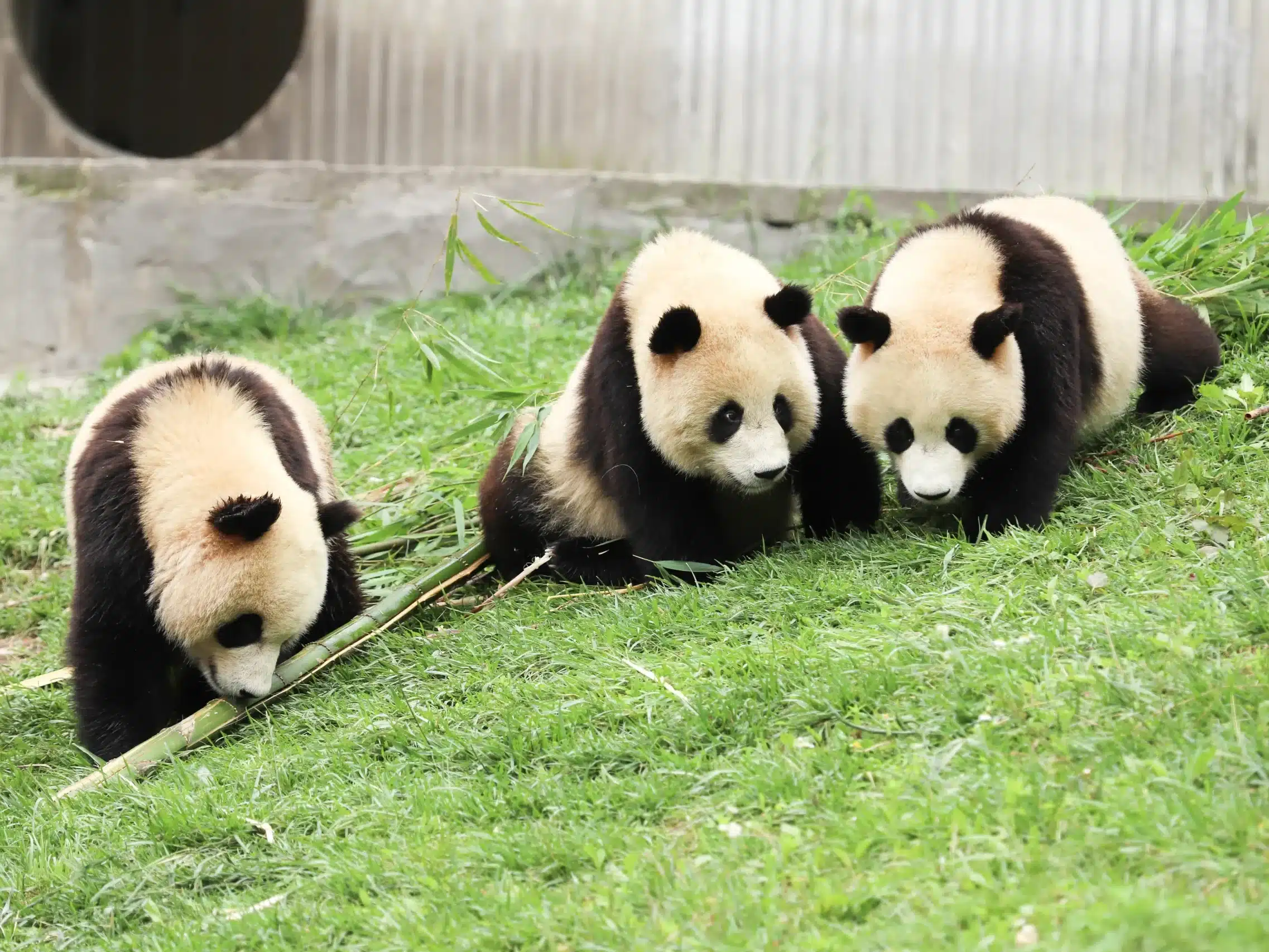 Тур Пекин-Сиань-Чэнду-Шанхай — панды и Большой Будда (11 дней)