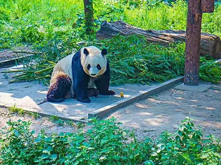 Пекинский зоопарк