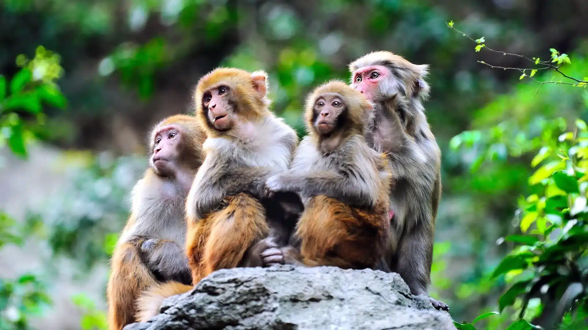 Большая экологическая зона обезьян