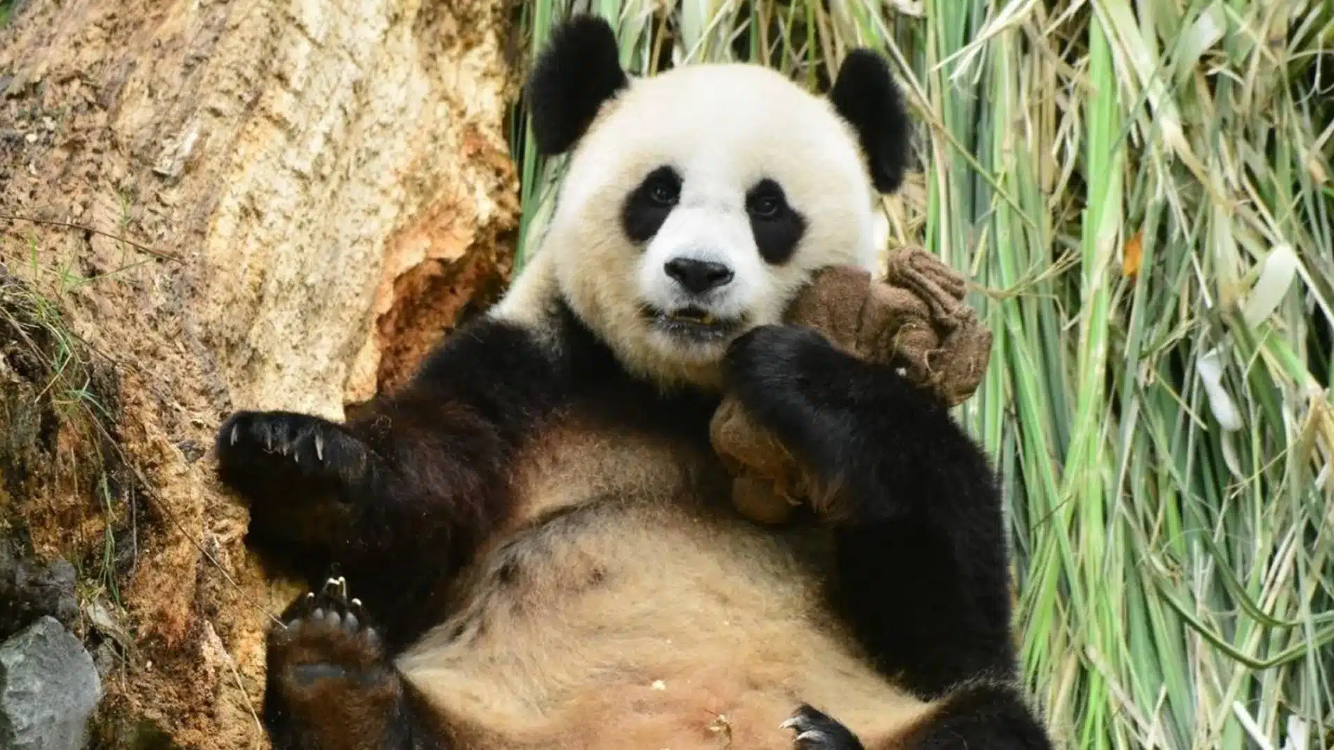 Гуйлиньский семизвездочный зоопарк