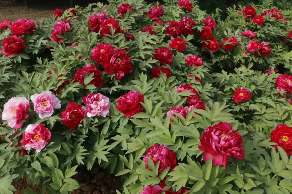 Национальный сад пионов