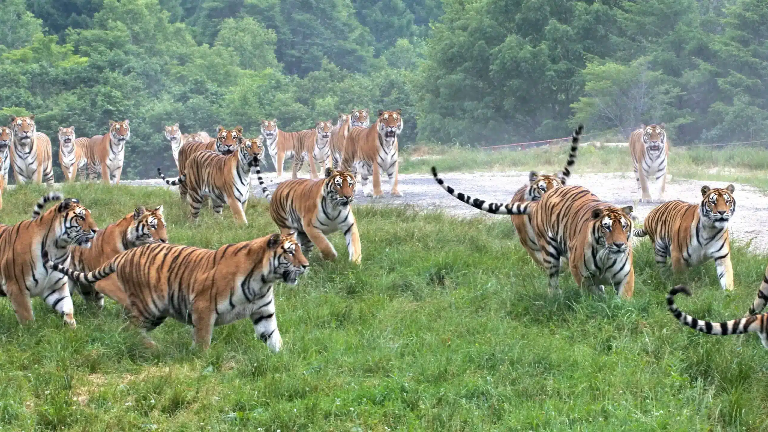 Тур в Харбин на 2 дня: парк Сибирских тигров