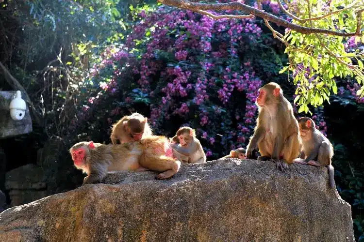 тур в Санью - Остров обезьян