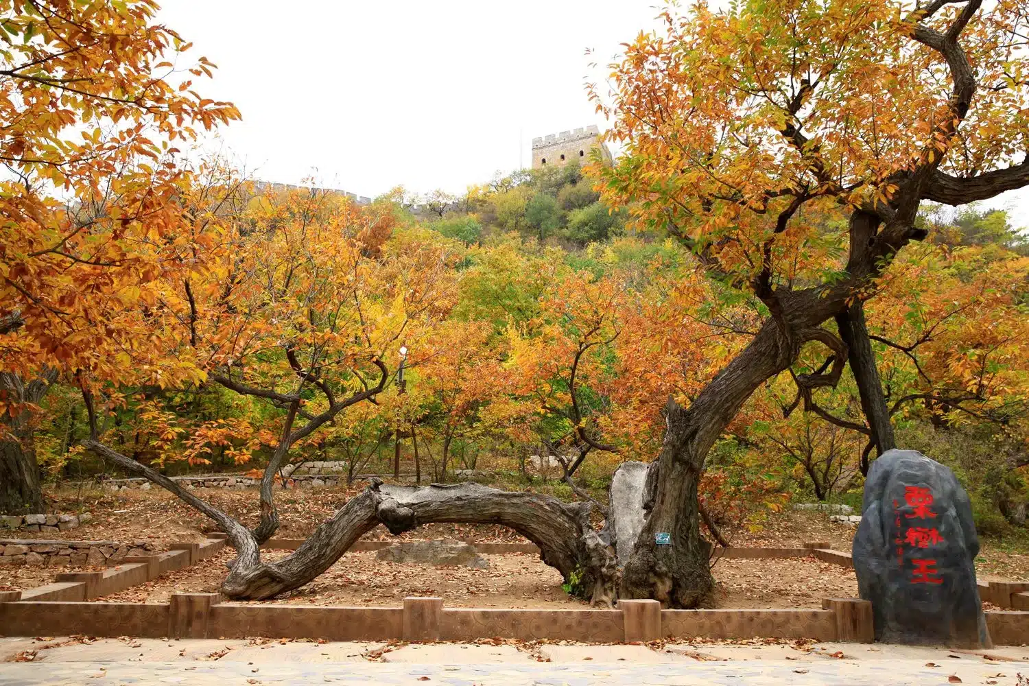 Каштановый сад династии Мин