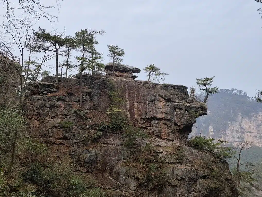 Золотая черепаха Туманного моря