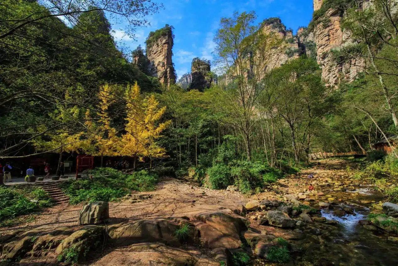 Ручью золотой кнут