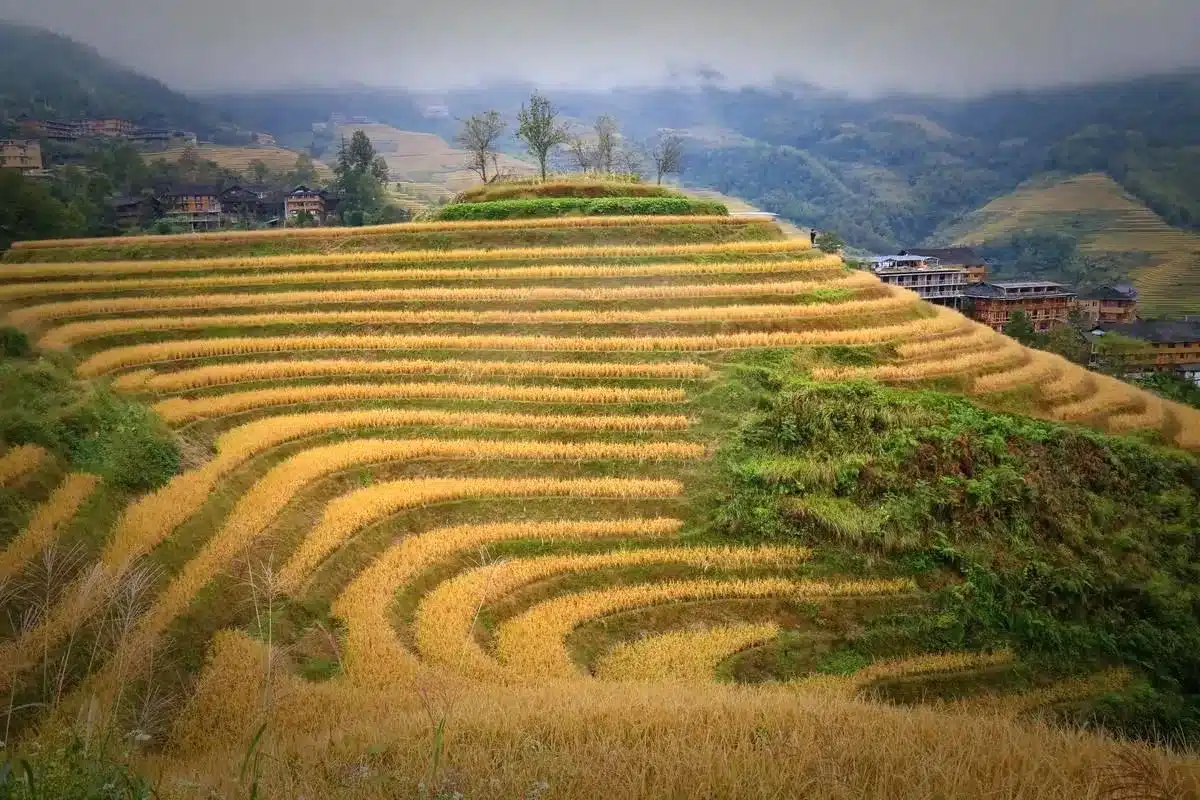 Рисовые террасы Цзинькэн Хунъяо