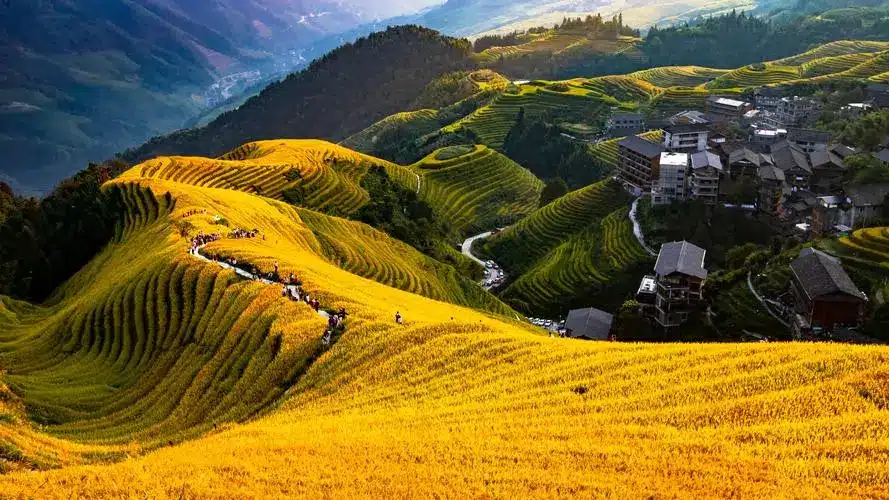 Рисовые террасы Лунцзи Гуйлиня