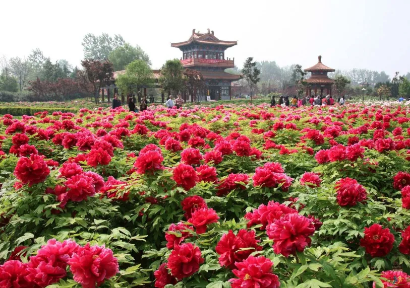 Национальный Парк пионов