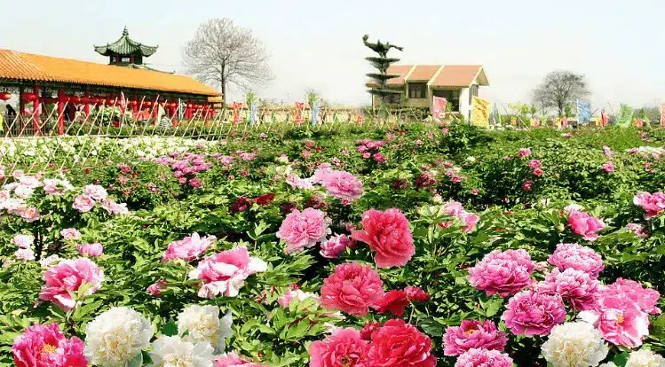 Национальный Парк пионов в Лояне