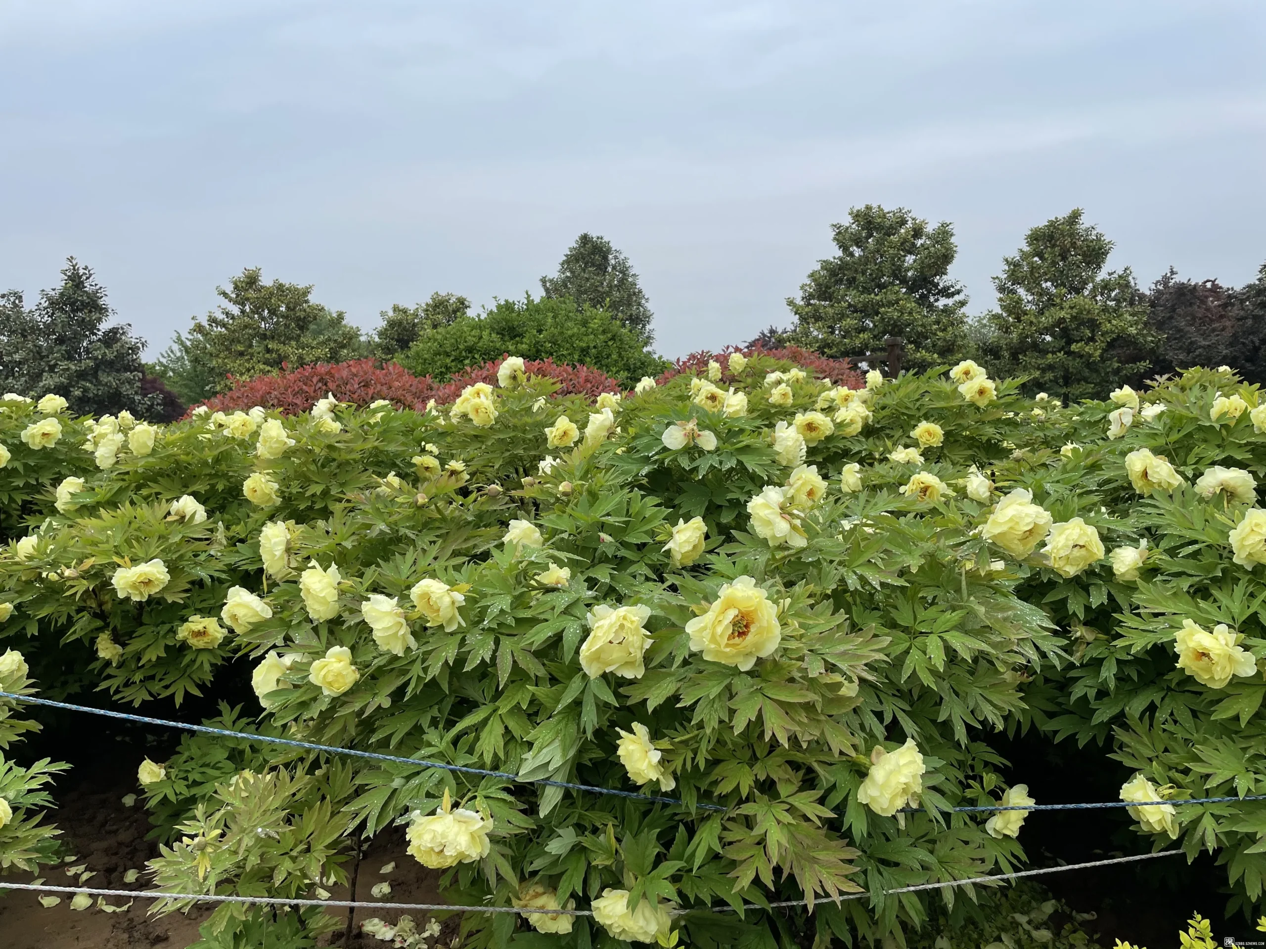 Национальный Сад Пионов