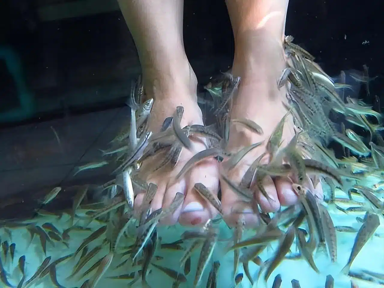 Рыбный спа-салон