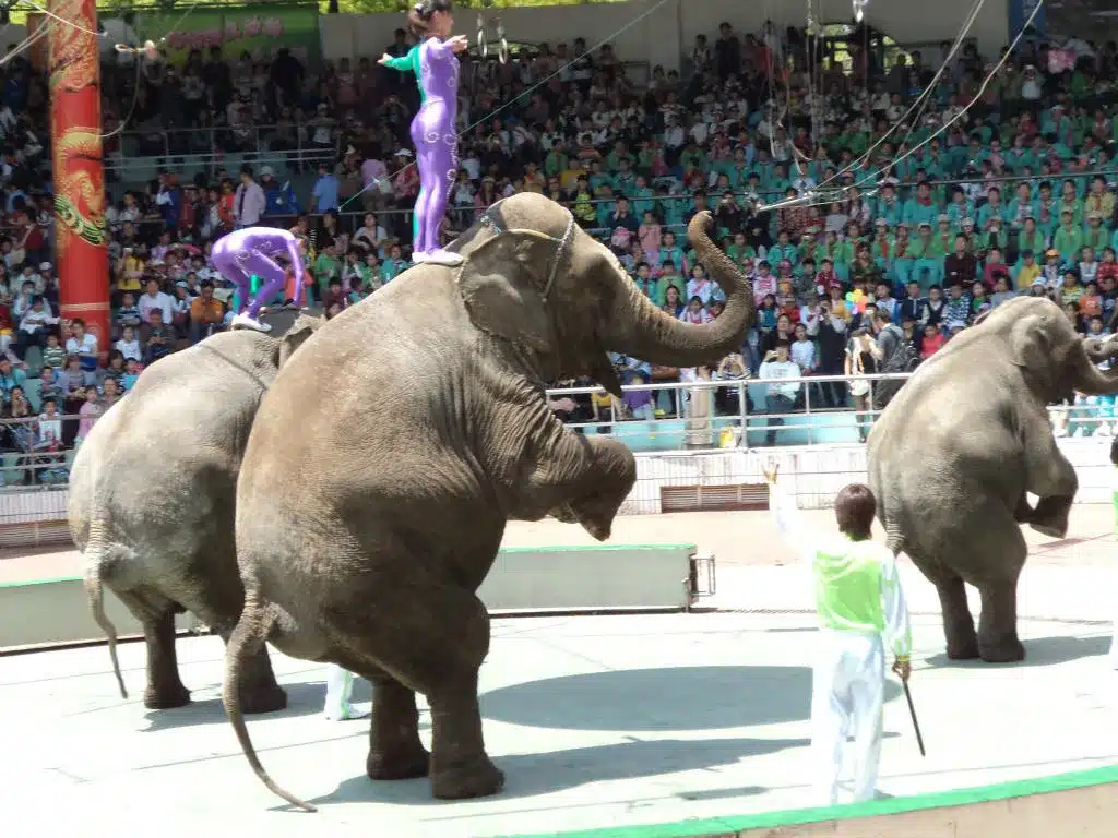 шоу животных