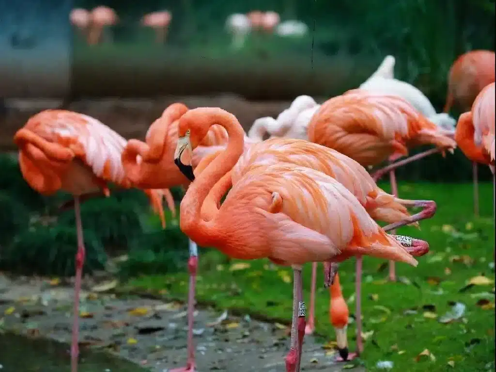 заболоченная территория