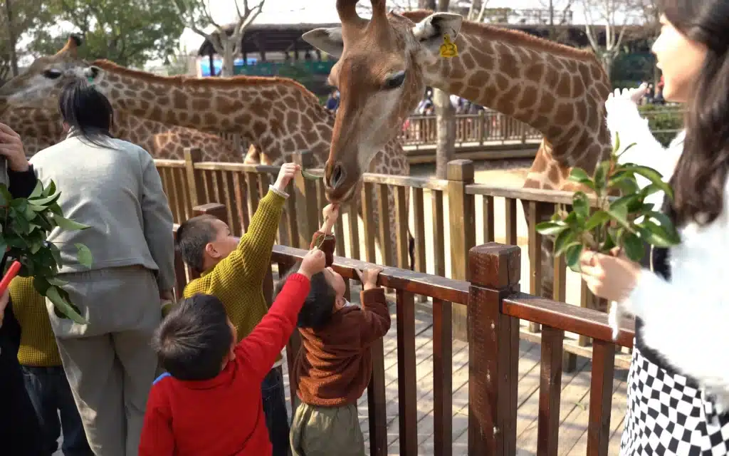 Накормите животных