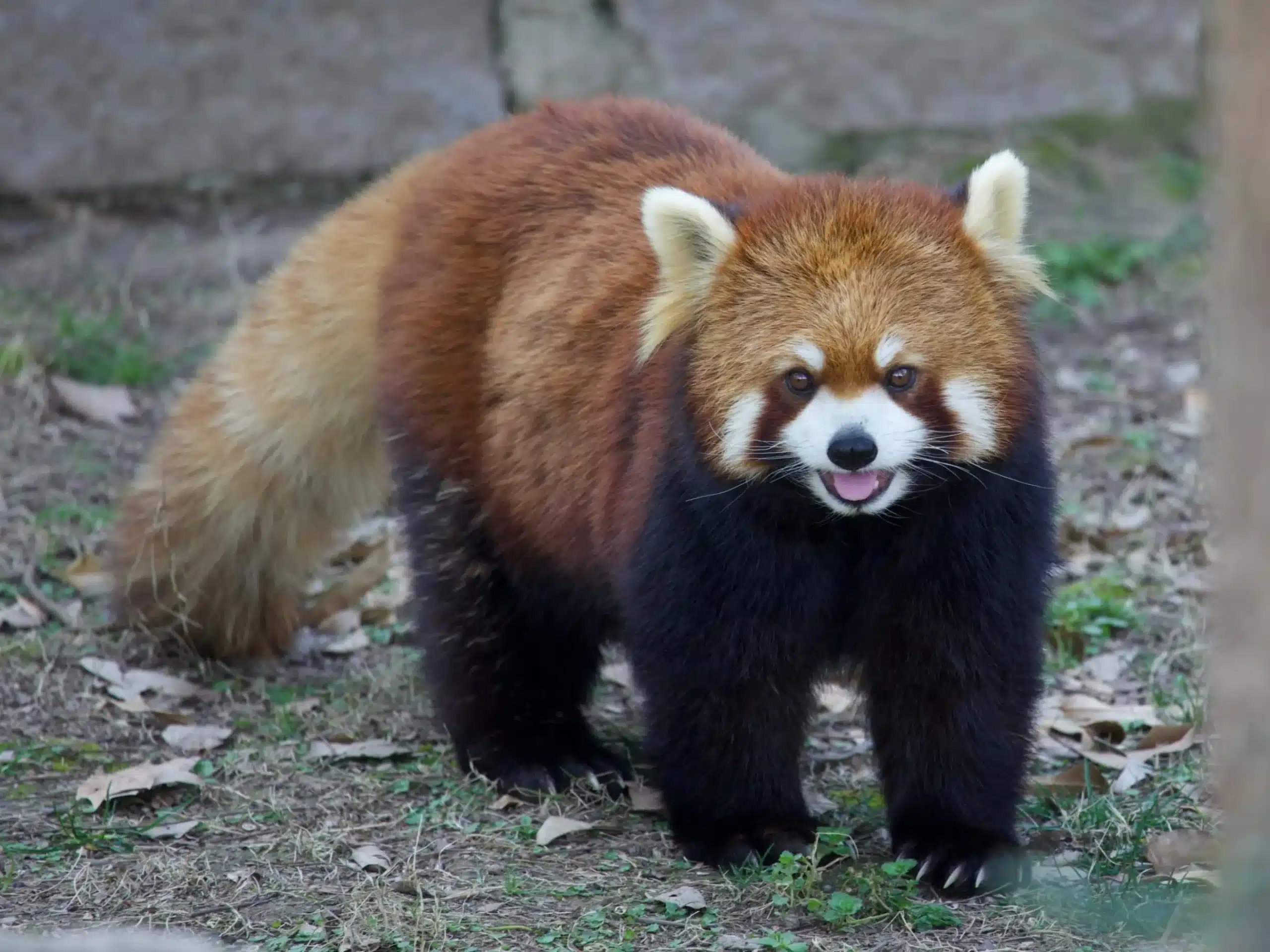 Шанхайский зоопарк — панды и редкие животные