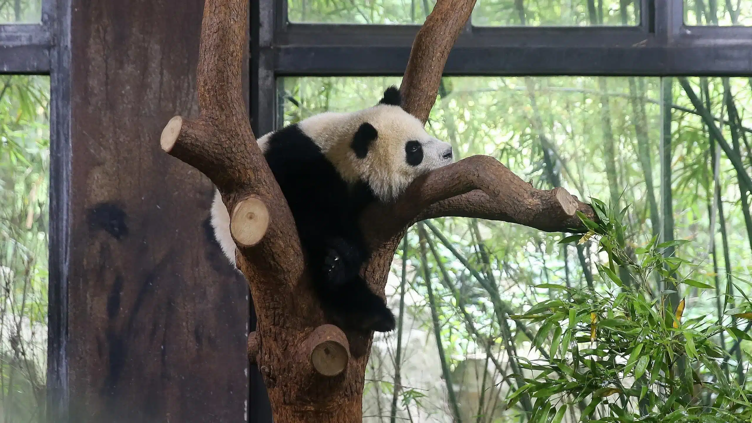 Шанхайский зоопарк