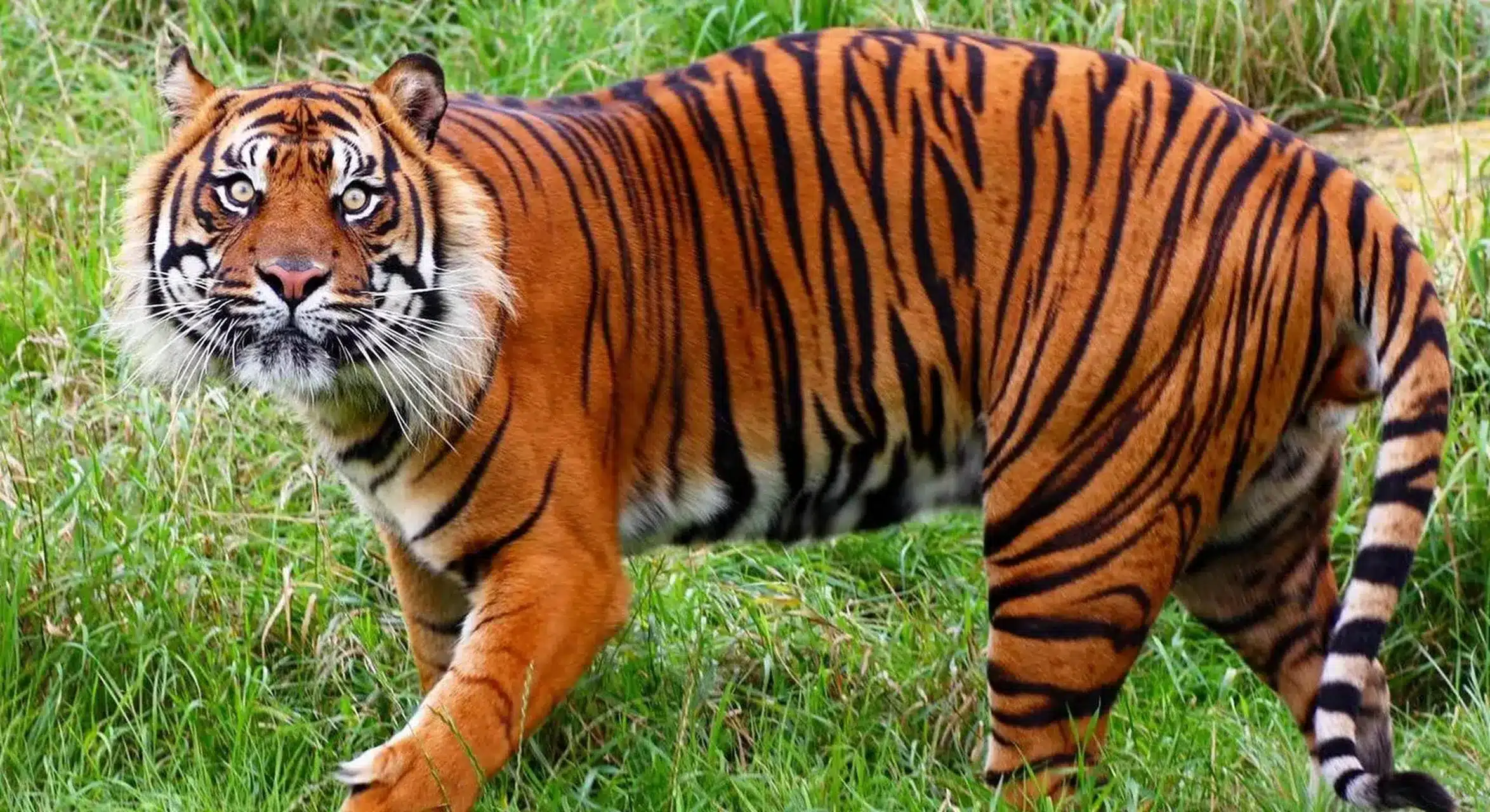 1986 год кого