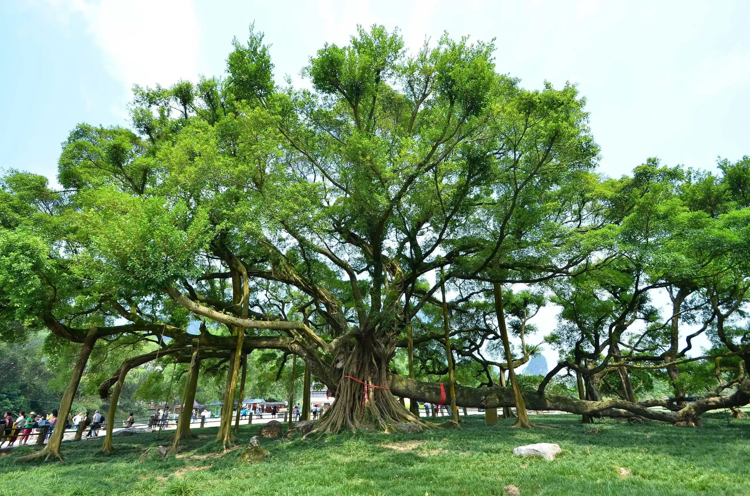 Большое баньяновое дерево