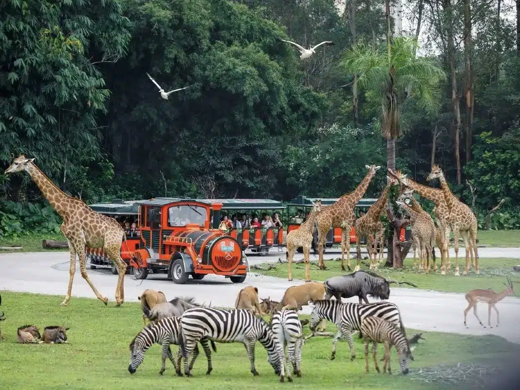 Сафари-парк Чимелонг в Гуанчжоу — один из крупнейших сафари-парков