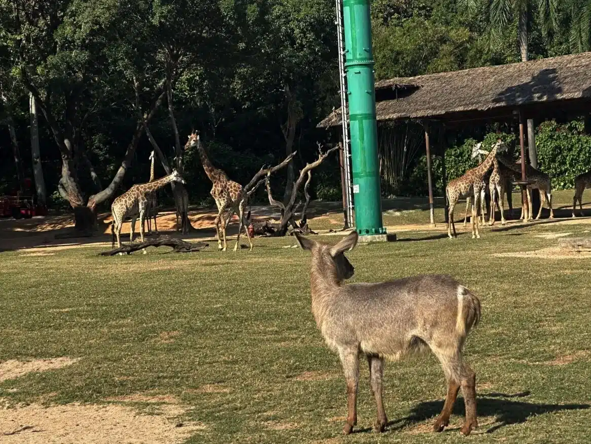 Сафари-парк Чимелонг