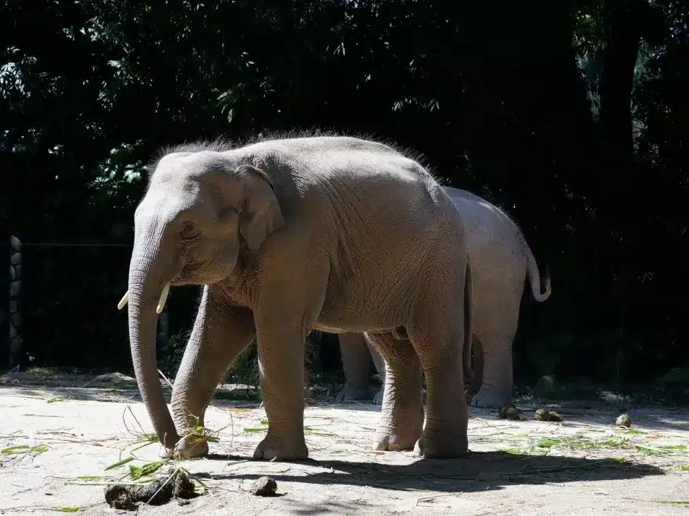 Сафари-парк «Чимелонг» в городе Гуанчжоу