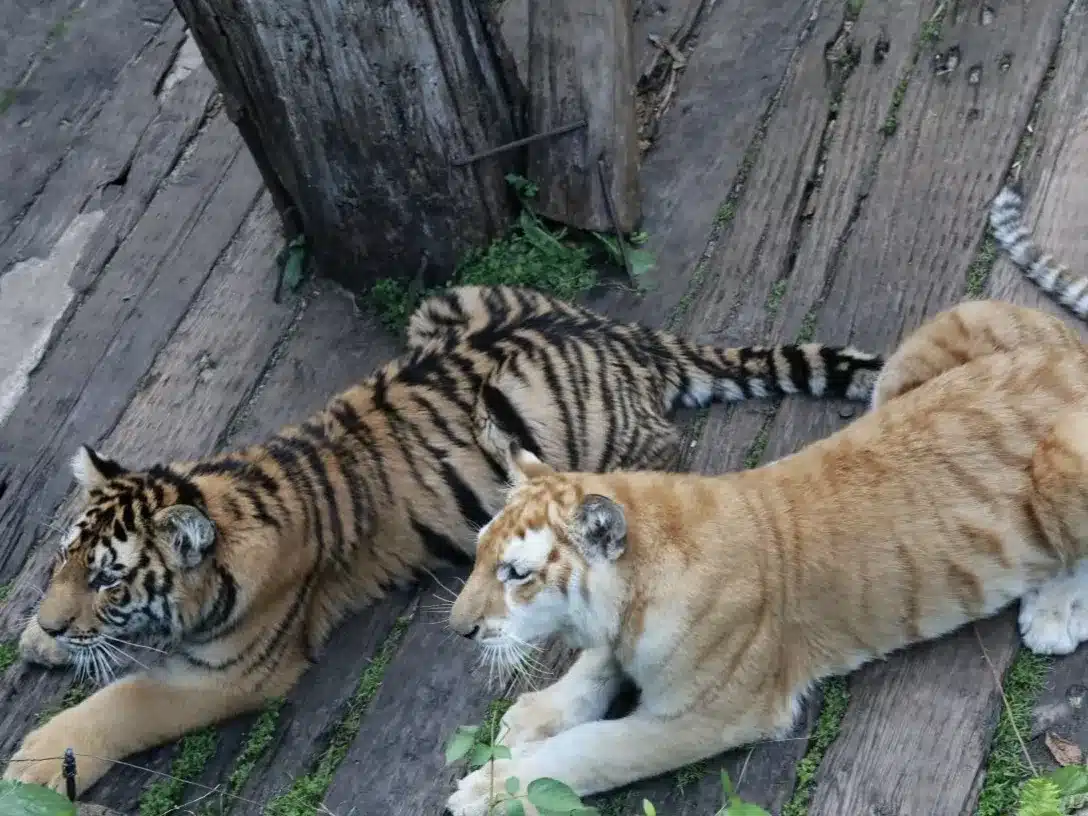 южно-китайские тигры