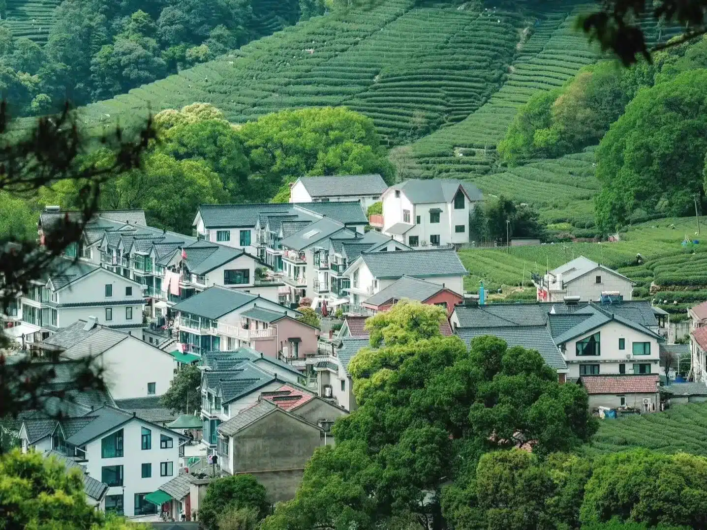 Чайные плантации Мыдиау в Ханчжоу