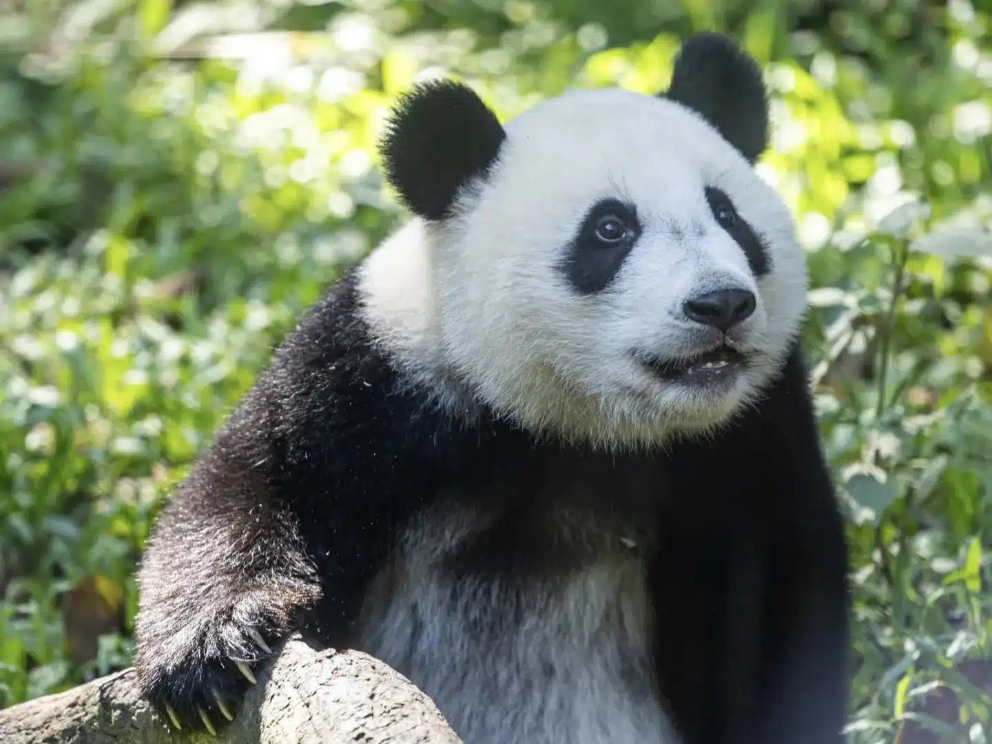 Домашняя база панд Чимелонг