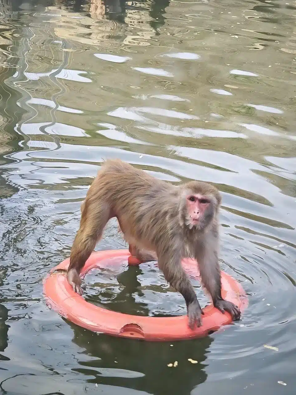 Водяная обезьяна