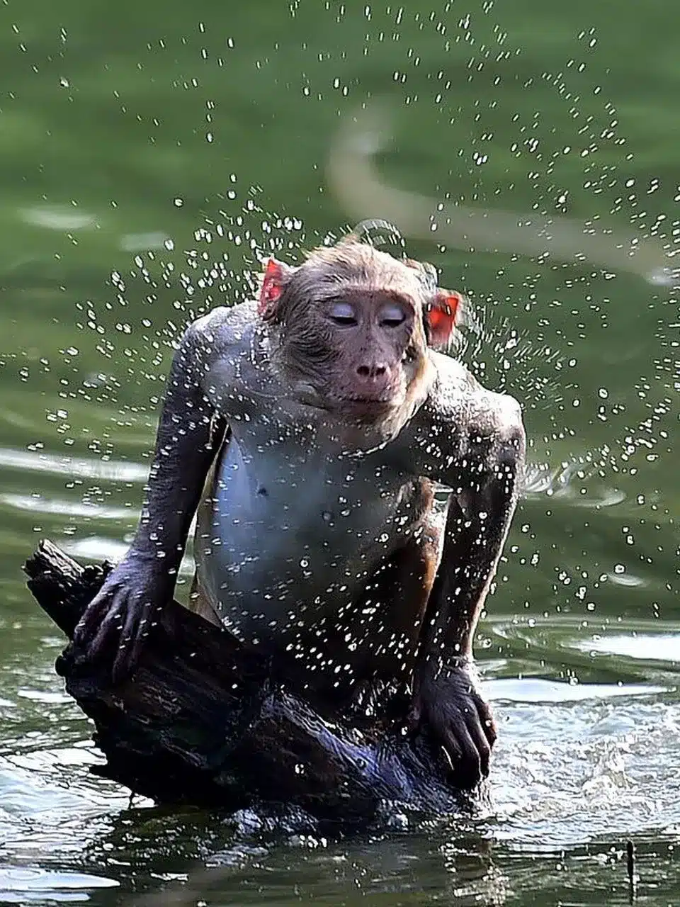 Водяная обезьяна